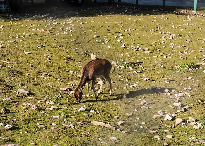 Viva Vlasic - I Vikendica * Sisava